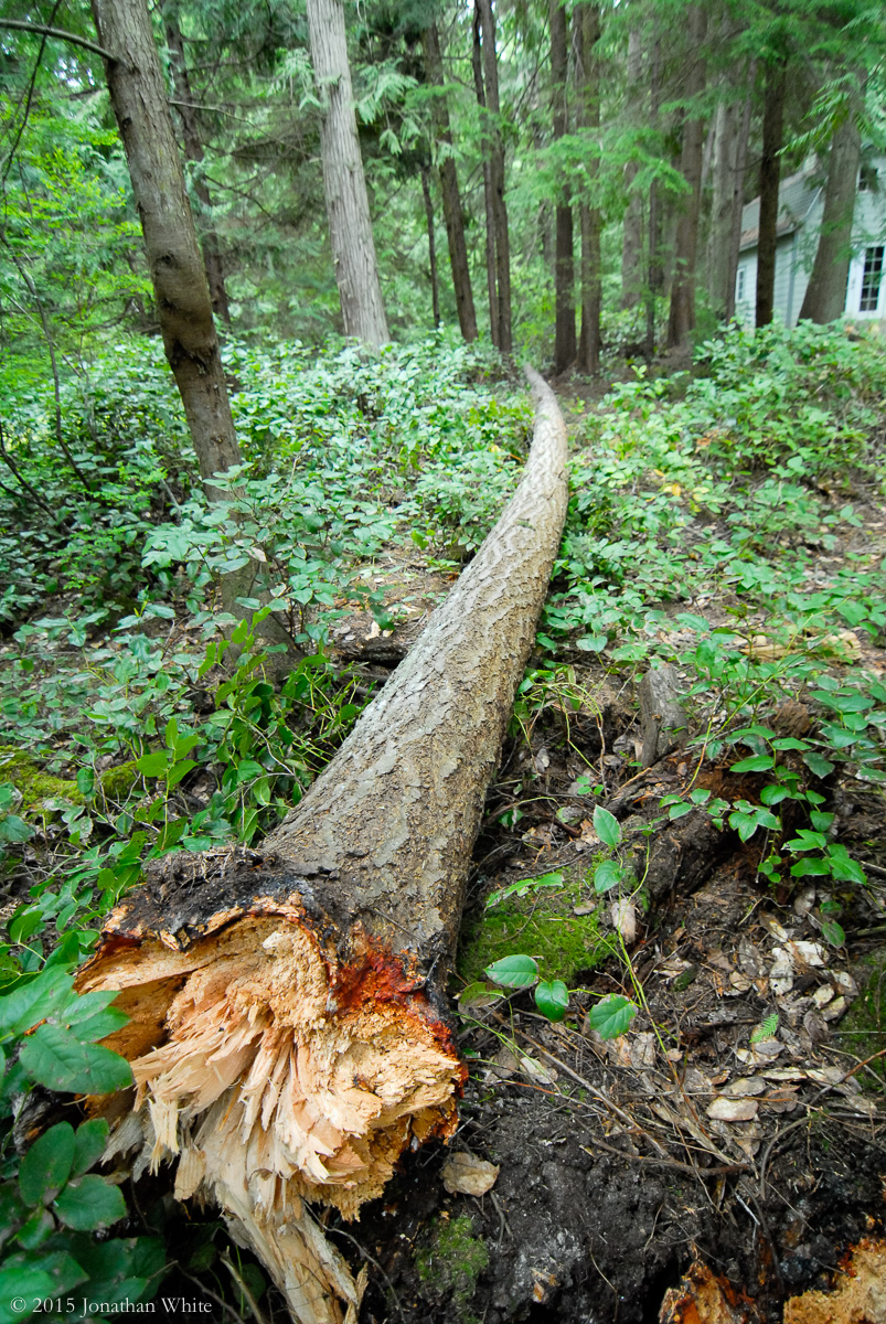 If A Tree Falls In The Forest... | The Bench Blog